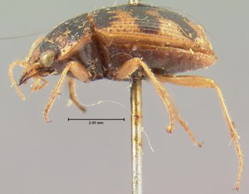 Media type: image;   Entomology 33479 Aspect: habitus lateral view